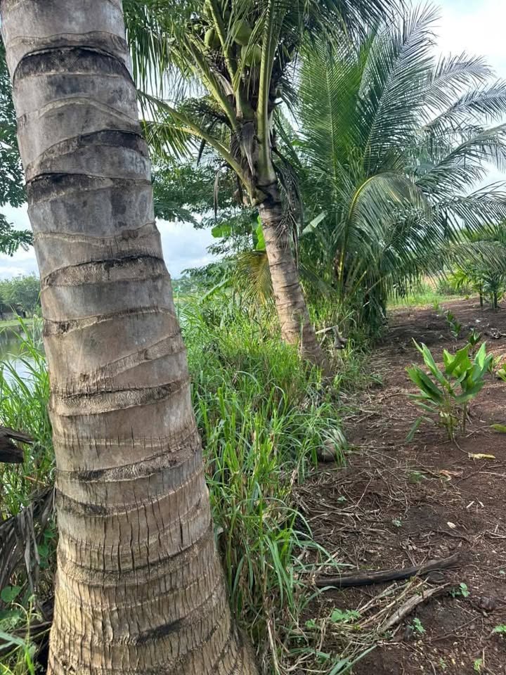 Đất nền thôn 6b Hòa An 174m² giá 5.415 tỷ - Cơ hội đầu tư hấp dẫn!