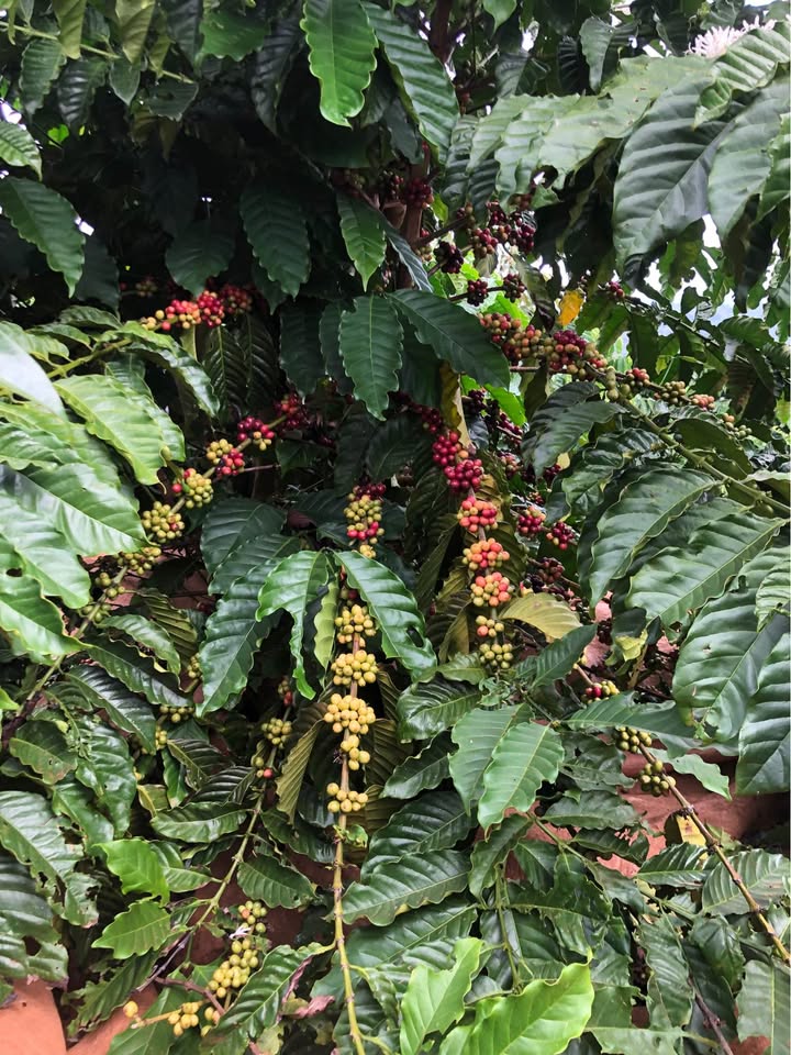 Đất nền Hòa Trung, Di Linh 16,000m² - Đầu tư sinh lời ngay!