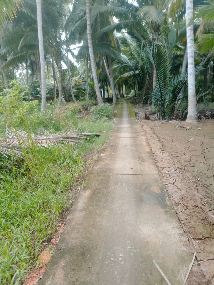 Đất nền 540m² Định Thủy Bến Tre giá 270 triệu - Cơ hội đầu tư hấp dẫn!