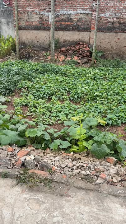 Đất nền Lục Xuân, Võng Xuyên 59m² giá chỉ 3x triệu/m² - Cơ hội đầu tư không thể bỏ qua!