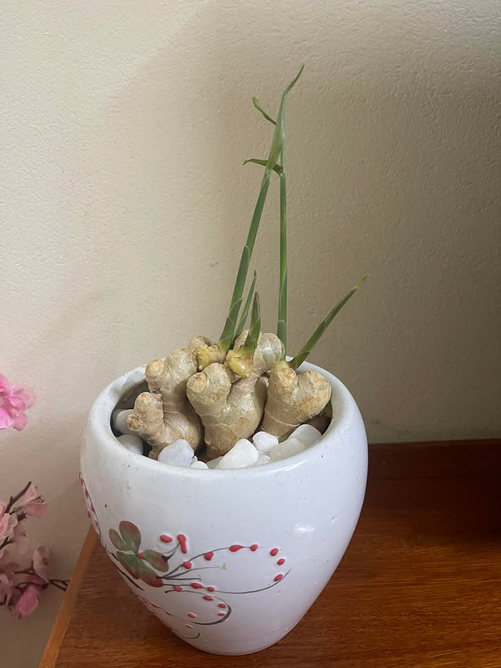 Đất nền đẹp tại Xã Đồng Minh, Huyện Vĩnh Bảo, 600m² chỉ 1.8 tỷ - Cơ hội đầu tư tuyệt vời!