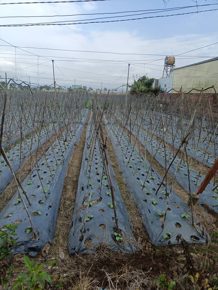 Đất thổ cư 530m² tại Thạnh Mỹ, Đơn Dương - Giá chỉ 2 tỷ, cơ hội đầu tư hấp dẫn!