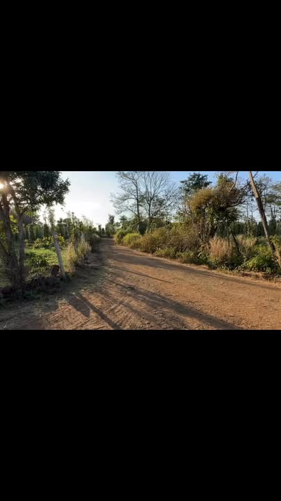 Đất nền Huyện Tuy Đức 4200m² giá 975 triệu - Đầu tư siêu lợi nhuận!