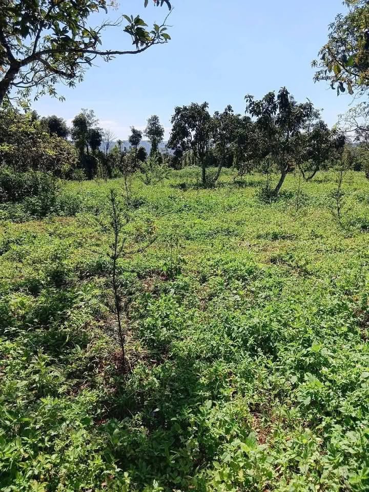 Đất vườn 7200m² tại xã Diễn Đoài, Nghệ An - Sổ đỏ chính chủ, giá 1.1 tỷ!