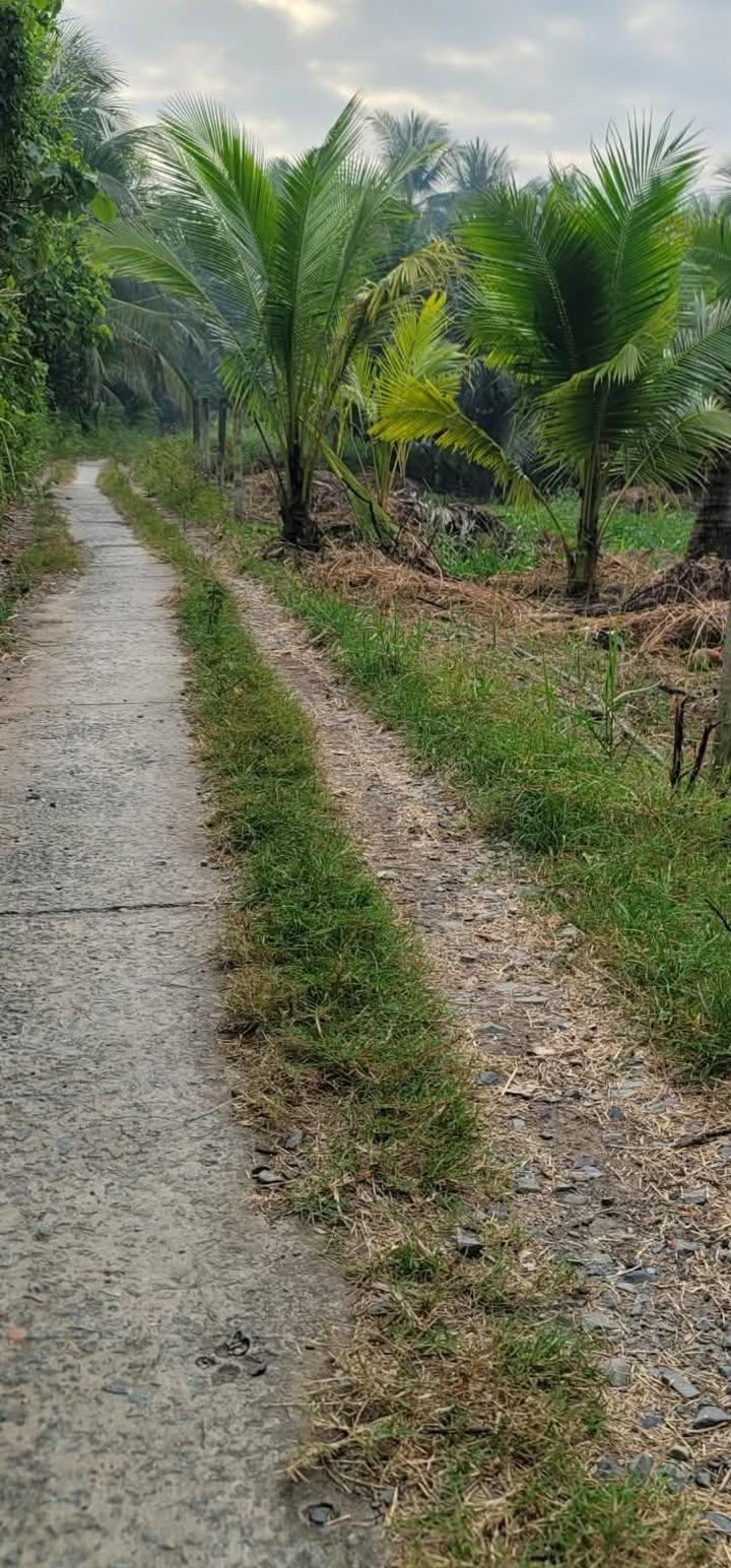 Đất vườn Châu Hưng, Bình Đại 2000m² giá 1.1 tỷ - Tiềm năng phát triển lớn!