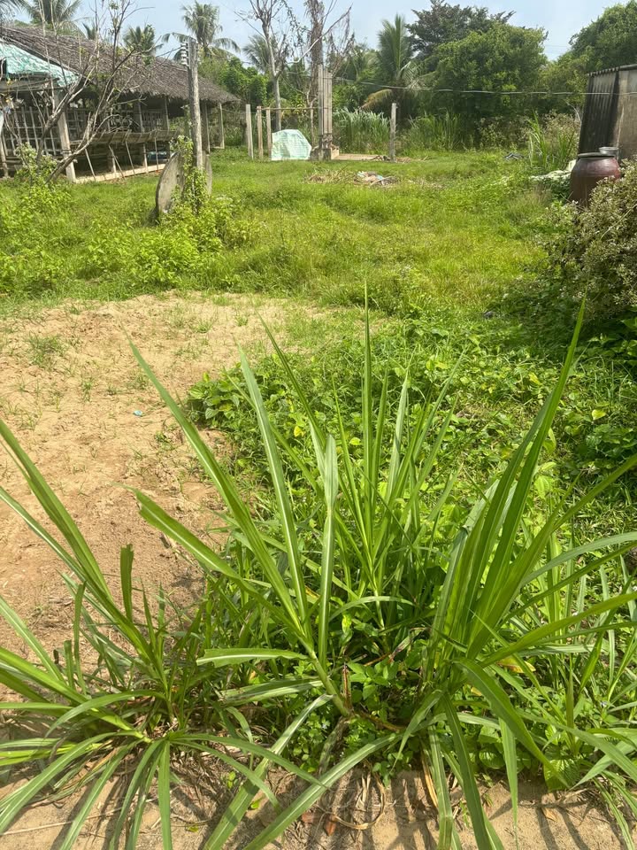 Đất thổ cư 200m² tại Đa Phước Hội, Mỏ Cày Nam giá chỉ 650 triệu - Cơ hội đầu tư tuyệt vời!