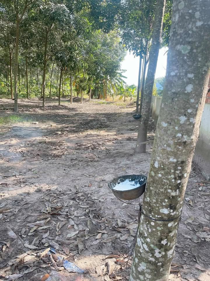 Lô đất thổ cư 3000m² tại Dầu Tiếng giá chỉ 1.4 tỷ - Cơ hội đầu tư vàng!