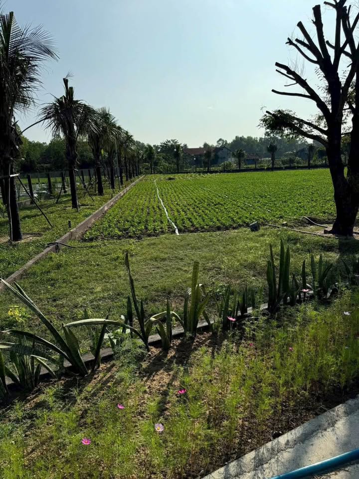 Đất thổ cư Phú Lạc, Bình Thành 600m² giá chỉ 7xx triệu - Cơ hội đầu tư tuyệt vời!