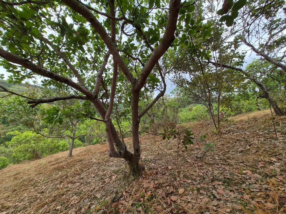 Đất nông nghiệp 1.2ha tại Thọ Sơn, Bù Đăng chỉ 350 triệu - Cơ hội đầu tư tuyệt vời!