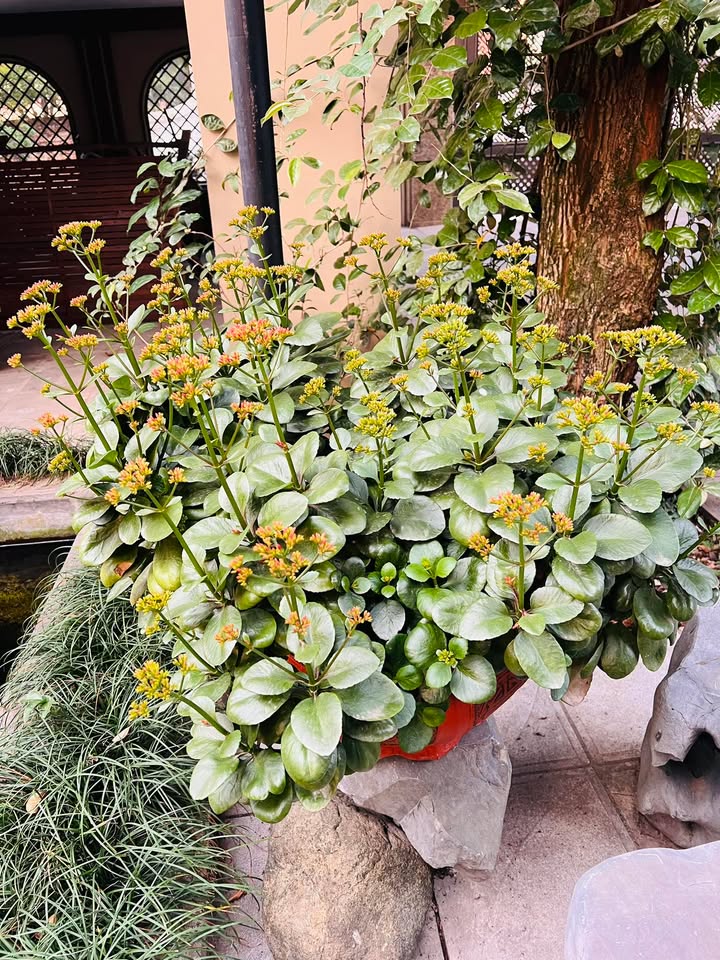 Đất nền chính chủ tại Thanh Xuân, Việt Trì 55m² - Giá chỉ 2.9 tỷ!