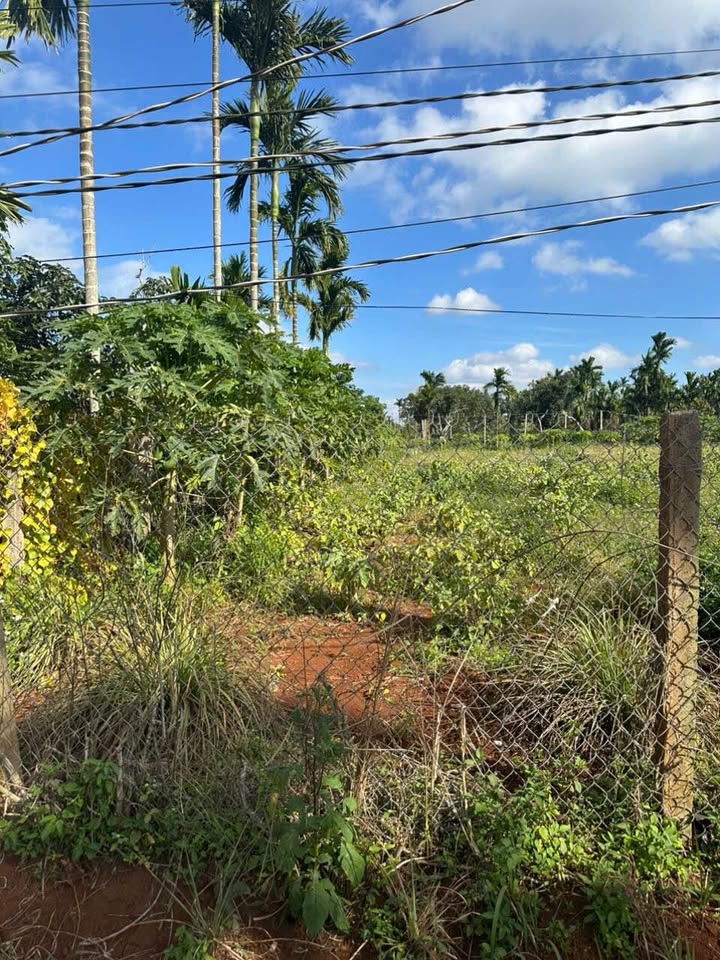 Đất thổ cư 1053m² Xã Phú Xuân, Huyện Krông Năng chỉ 85.293 tỷ - Cơ hội đầu tư tuyệt vời!