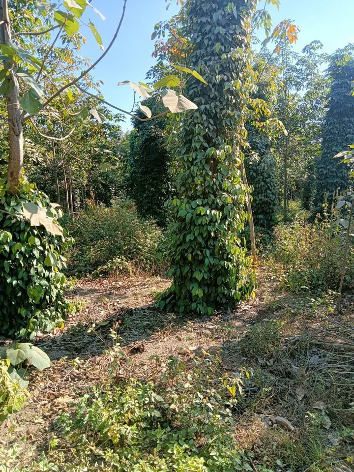 Đất nông nghiệp 5 sào tại Đắk Wil, Cư Jút - Giá 620 triệu, đầu tư tiềm năng!