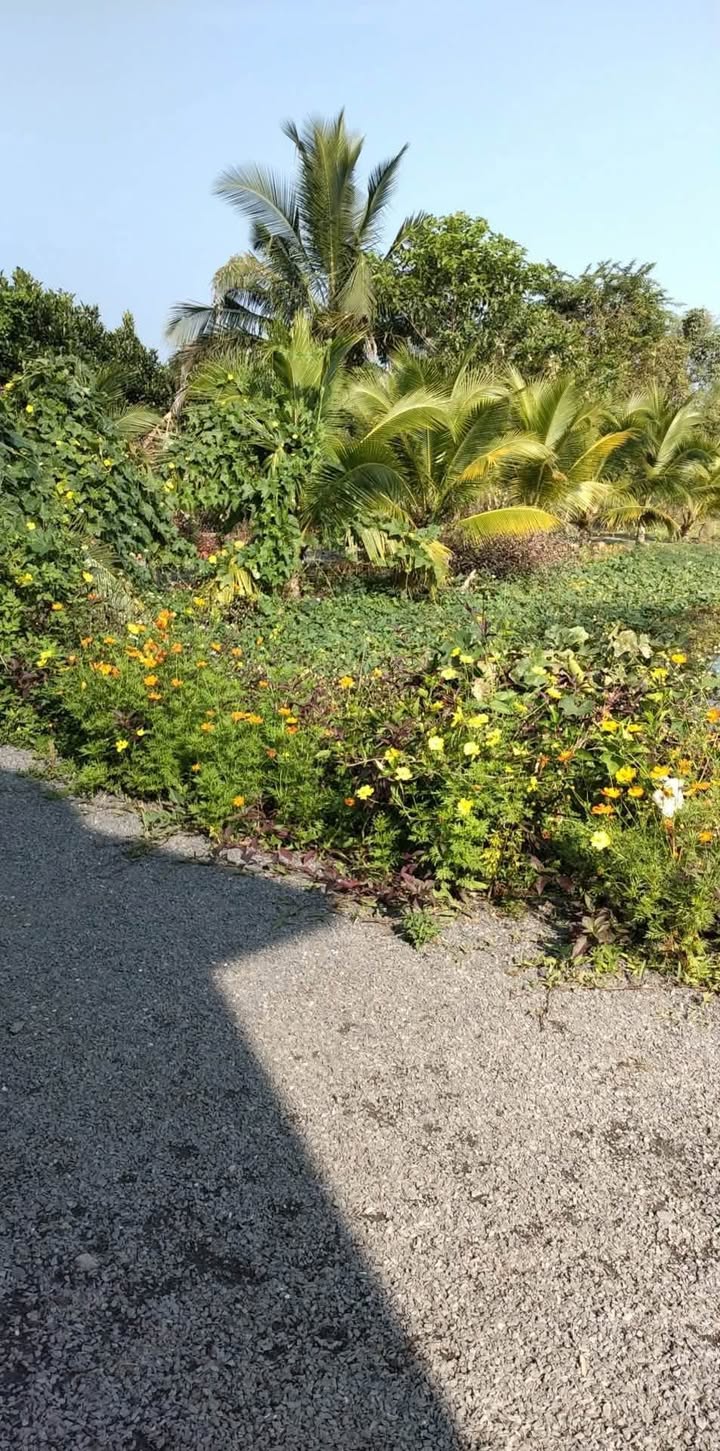 Bán đất 4,6 sào tại Phú Vinh, Đồng Nai - Giá 1,15 tỷ, cơ hội đầu tư hấp dẫn!