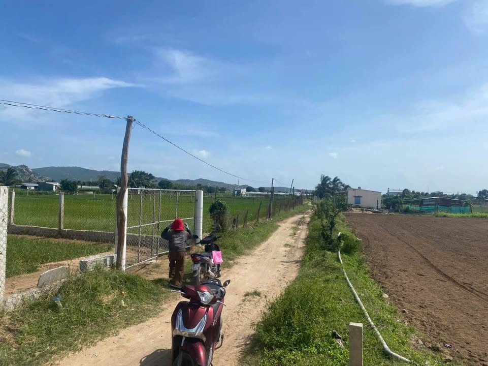 Đất rẫy canh tác hành tỏi tại thôn Khánh Phước, Ninh Hải 7200m² - Giá chỉ 700 triệu!