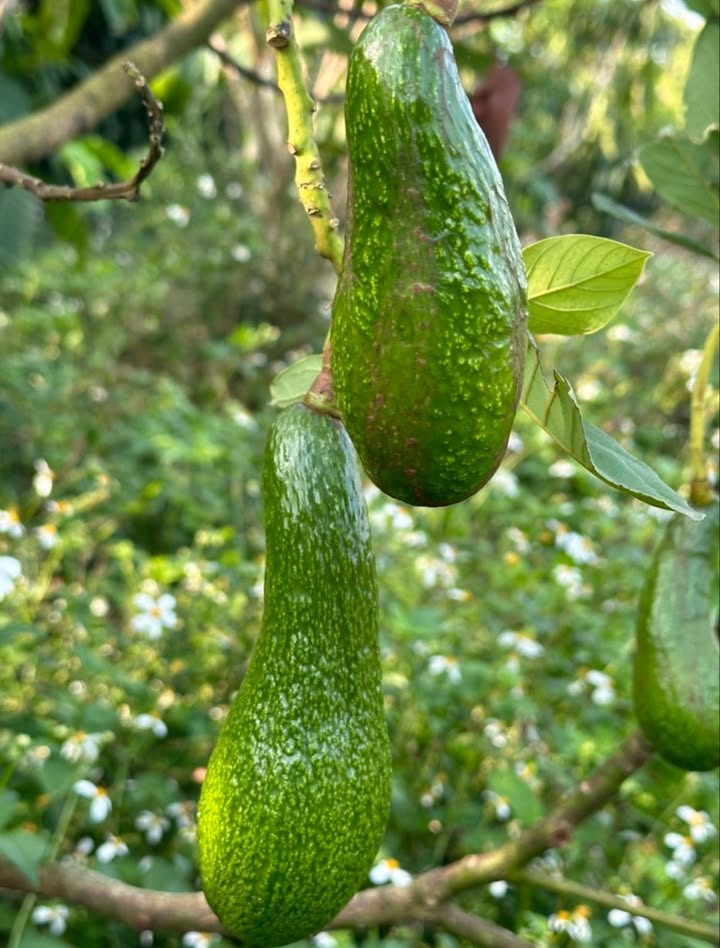 Đất vườn Bảo Lộc 9400m² giá thỏa thuận - View đẹp thoáng đãng