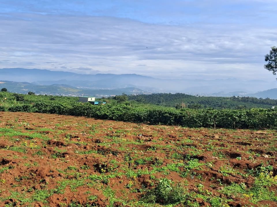 Đất nền mặt đường Tân Hà 63000m² giá 3.78 tỷ - Cơ hội đầu tư tuyệt vời!