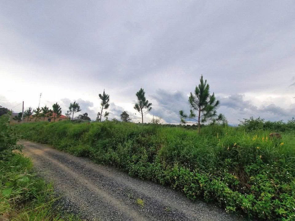 Đất Lộc An, Bảo Lâm 290m² giá 950 triệu - Cơ hội đầu tư tuyệt vời!