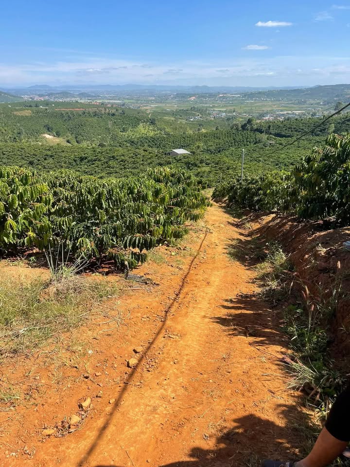 Đất nền Phường Tân Vạn, Biên Hòa 15000m² giá 4.8 tỷ - Cơ hội đầu tư vàng!