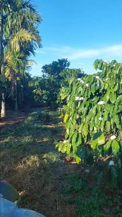 Đất nền xã Tân Văn, huyện Lâm Hà 25,200m² giá 3.3 tỷ - Gần đường nhựa, thuận tiện giao thông!