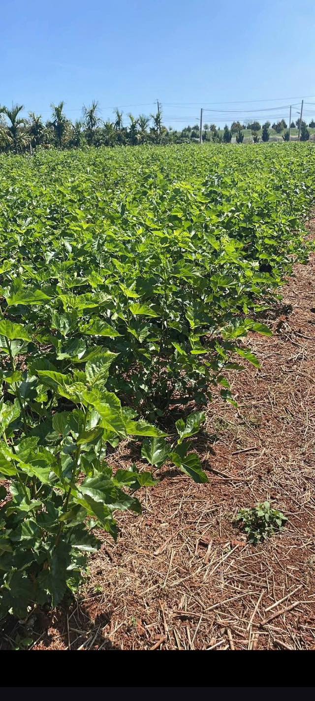 Farm 3600m² tại Phúc Thọ, Lâm Đồng - Cho thuê 42 triệu/năm