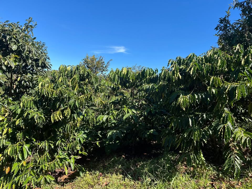 Farm 2.5 sào tại Kiến Đức, Đắk Nông - Giá chỉ 1.4 tỷ, lợi nhuận cao!