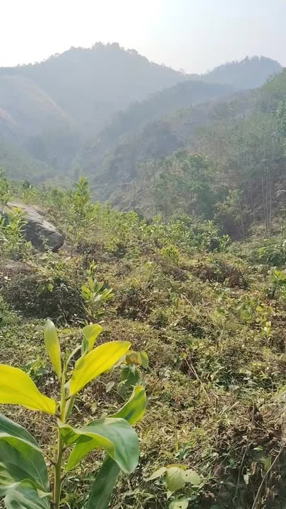 Lô đất rừng sản xuất 6ha tại Thanh Sơn - Phú Thọ, giá chỉ 6 tỷ VND!