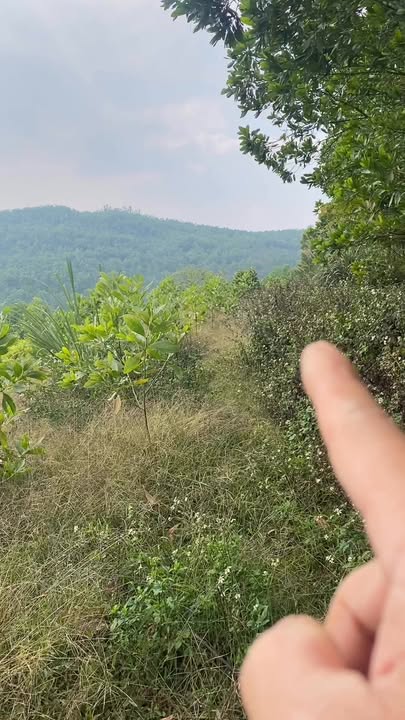 Đất rừng sản xuất 580.000m² tại Thạch Bình, Thạch Thành - Giá sinh viên, cơ hội đầu tư hấp dẫn!