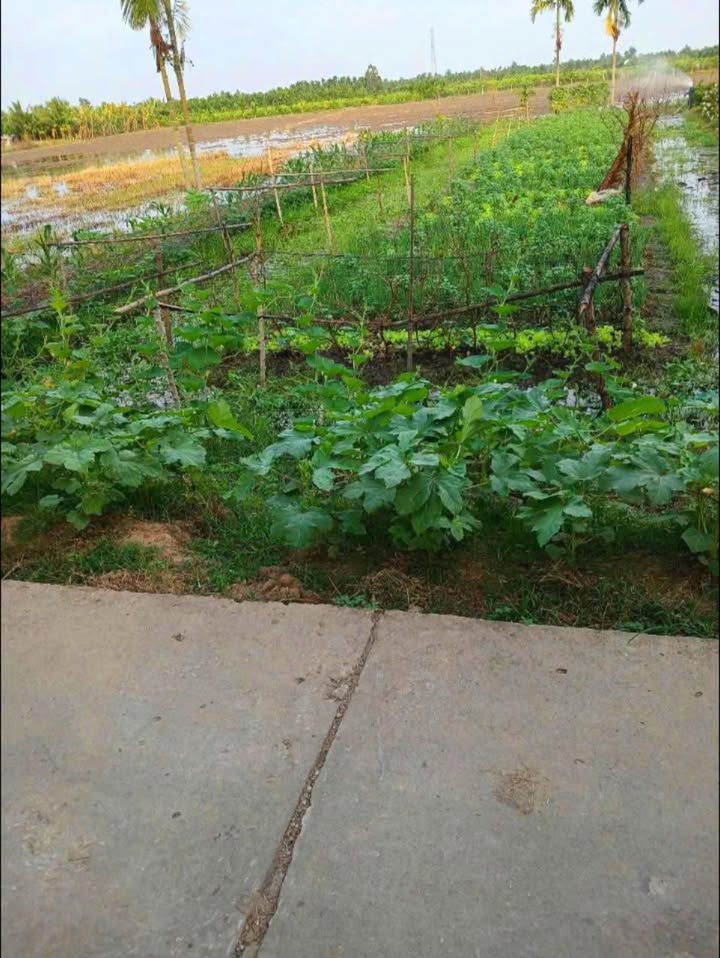 Đất nền 540m² tại Khu Tập Thể Điện Lực, Sóc Trăng - Giá chỉ 450 triệu VND, thương lượng nhẹ!