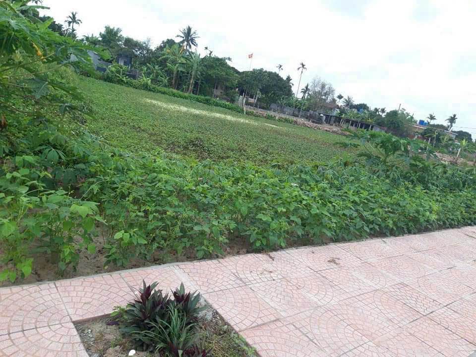 Đất thổ cư 200m² tại Ngõ ô tô, Huyện Thái Thụy - Giá chỉ từ 200 triệu!