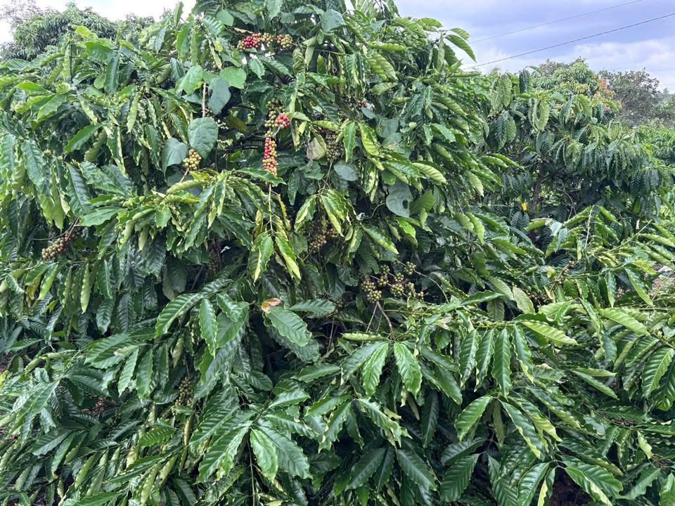 Đất nông nghiệp Khối 4, Thị trấn Ea Kar 84,000m² giá 1.65 tỷ - Phù hợp đầu tư lâu dài!