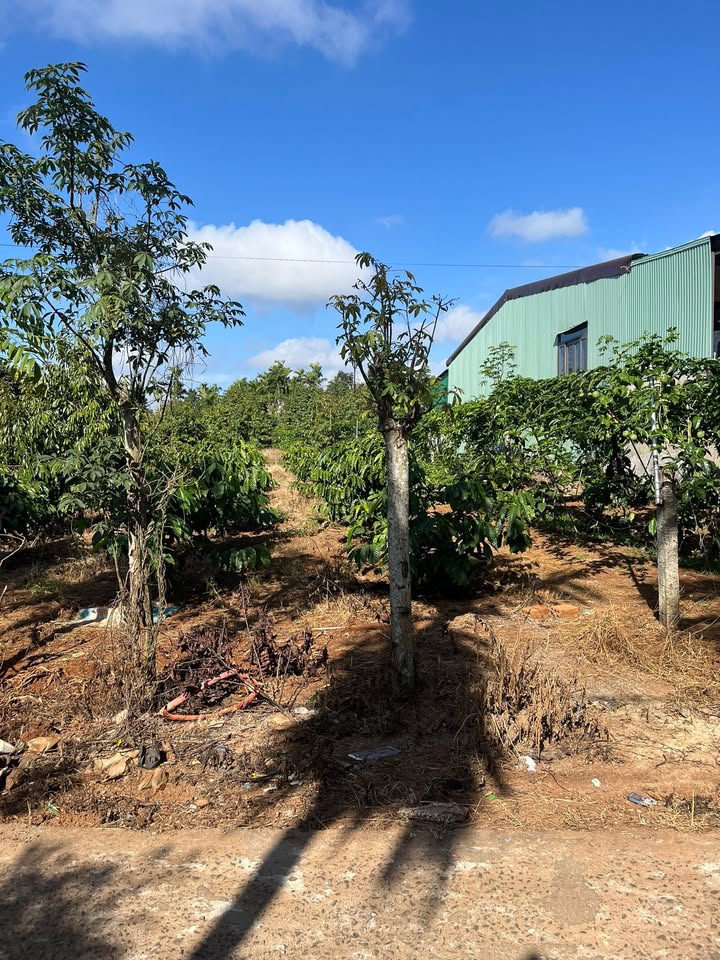 Lô đất 1250m² tại Xã Phú Xuân, Huyện Krông Năng - Giá chỉ 150 triệu!