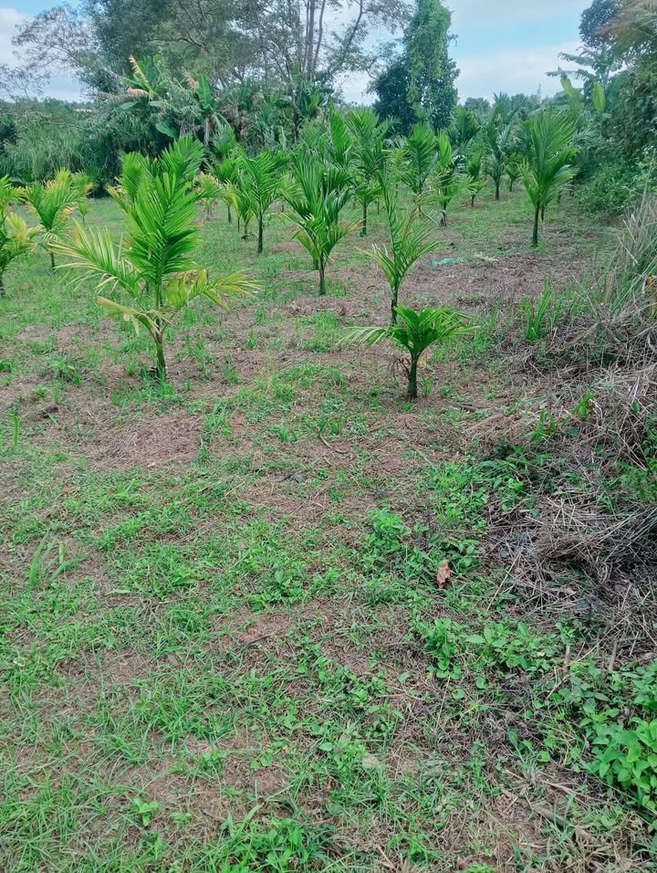 Đất thổ cư 5 sào tại xã Tam Giang, huyện Krông Năng - Giá 1 tỷ, cơ hội đầu tư tuyệt vời!