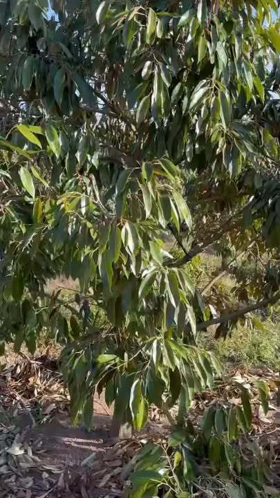 Farm 6.000m² Thôn 9, Xã Ea H'leo, Đắk Lắk giá 1.5 tỷ - Sổ đỏ chính chủ!