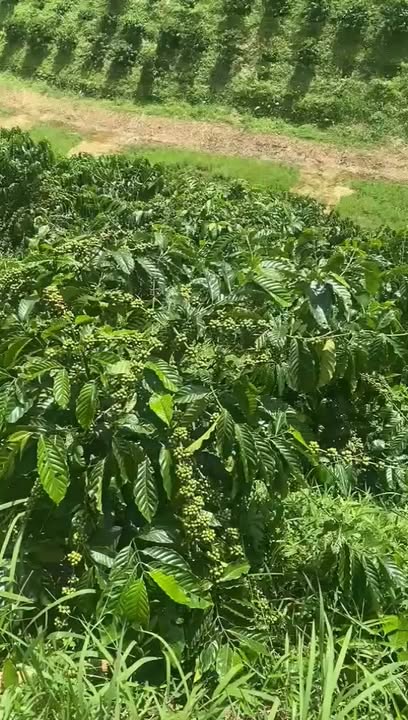 Đất nông nghiệp 6 sào tại Đạ Tông, Đam Rông - Giá chỉ 550 triệu!