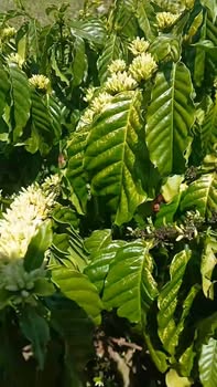 Lô đất nông nghiệp tại xã Quảng Hòa, Lâm Đồng 3ha - Giá chỉ 1.048 tỷ!