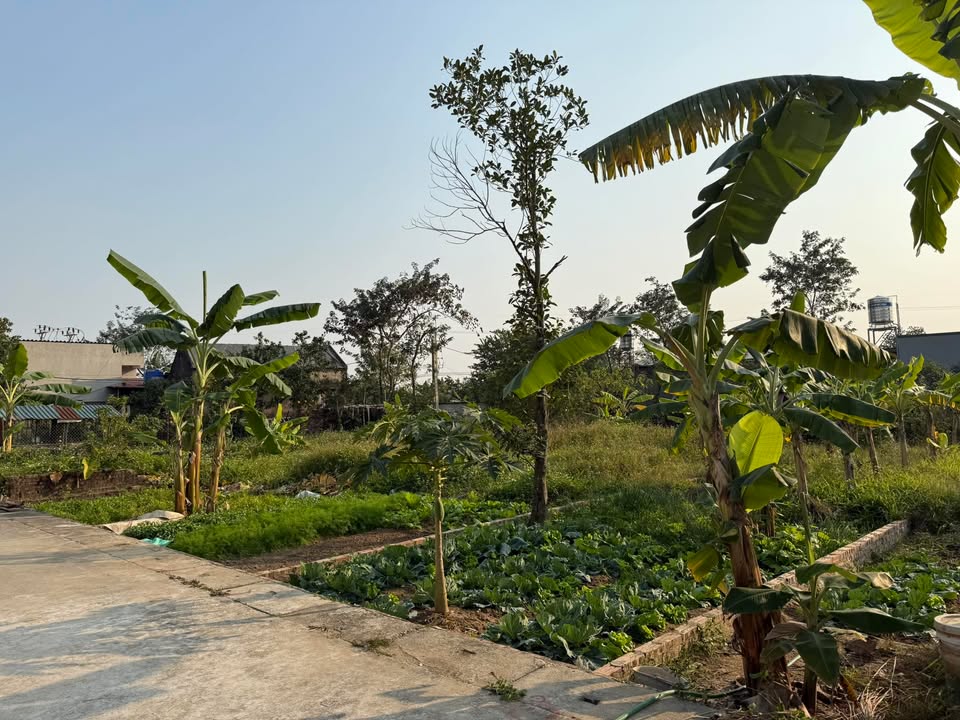 Đất nền 73m² phường Gia Đông, Thị xã Thuận Thành chỉ 2.19 tỷ - Đầu tư sinh lời ngay!