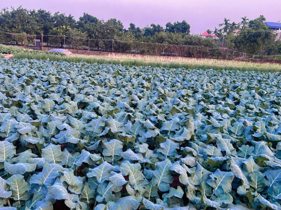 Đất nền Khu công nghiệp Thuận Thành 1 88m² giá 2 tỷ - Tiềm năng sinh lời cao!