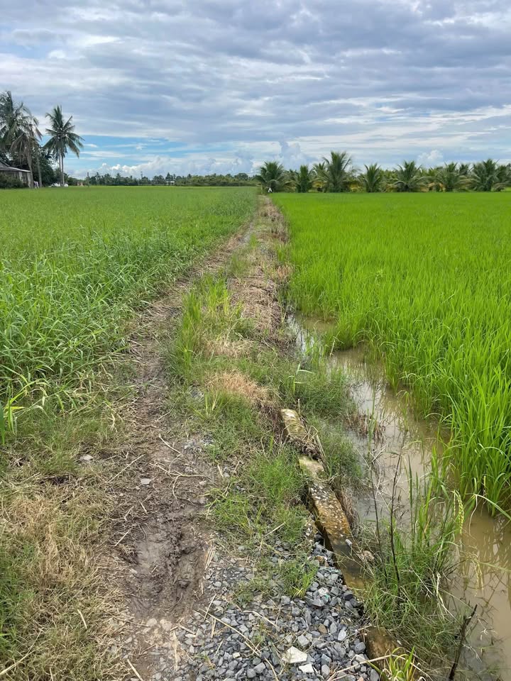 Đất vườn 1122m² tại Lợi Bình Nhơn, Long An - Giá chỉ 650 triệu!