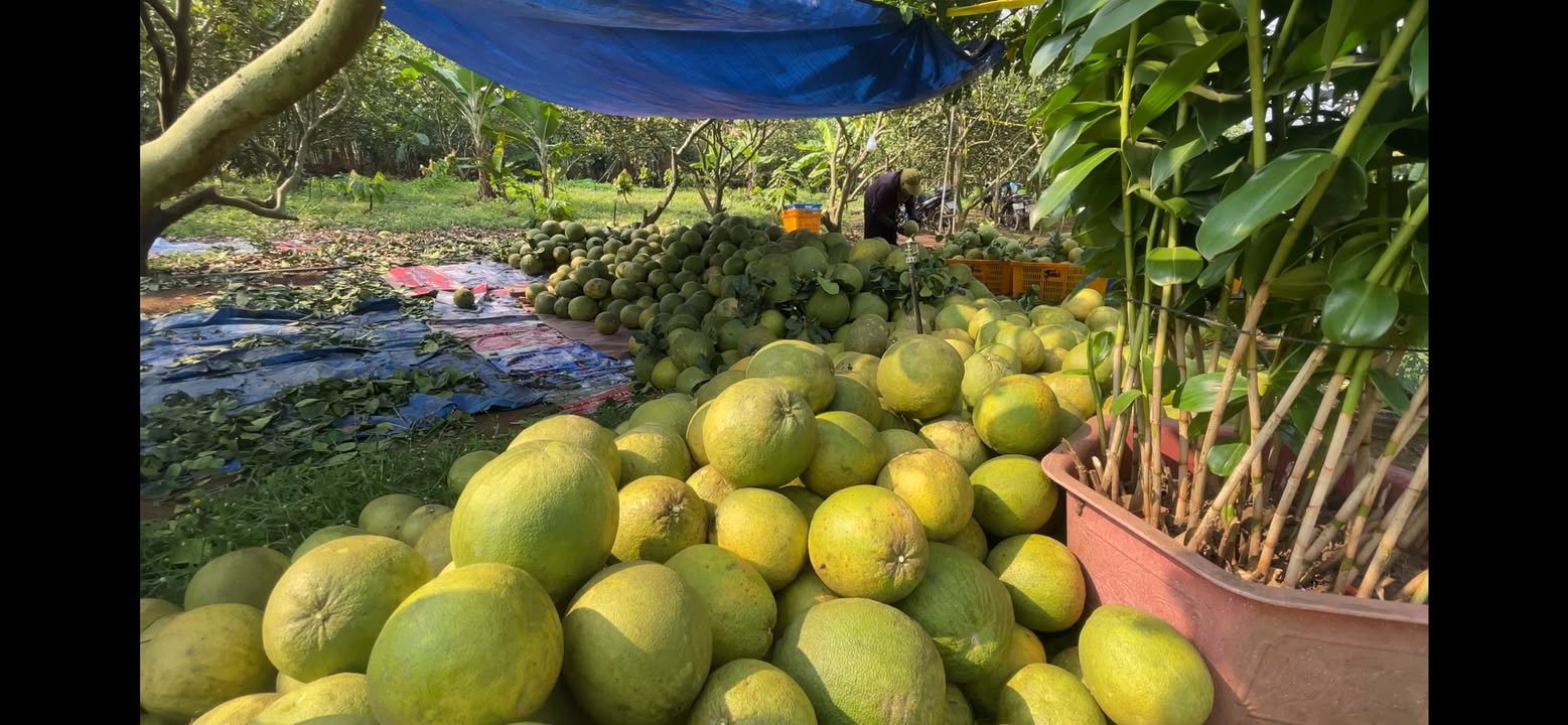 Vườn bưởi da xanh 20,000m² tại Trảng Bom - Doanh thu cao, giá rẻ!