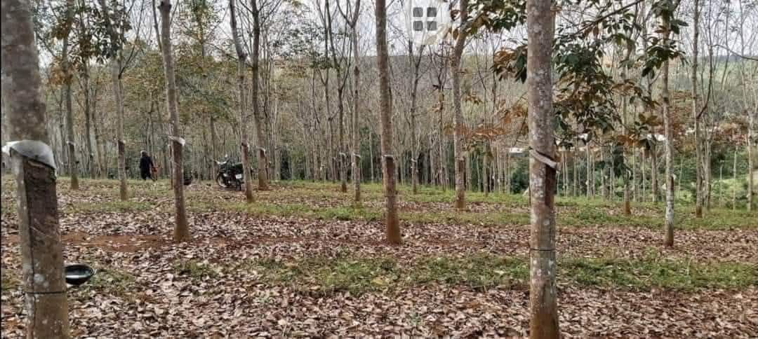 Đất Farm 5 sào tại Xuân Mỹ, Cẩm Mỹ - Cơ hội đầu tư sinh lời!