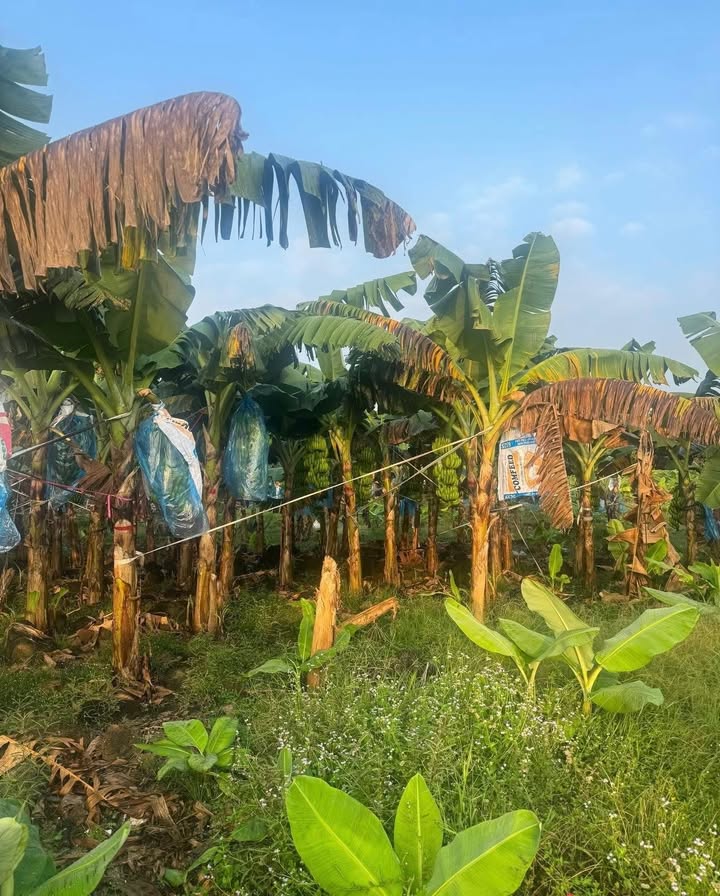 Đất nền Phú Lộc Tân Phú 10,800m² giá 1,5 tỷ - Sổ hồng chính chủ, sang tên ngay!