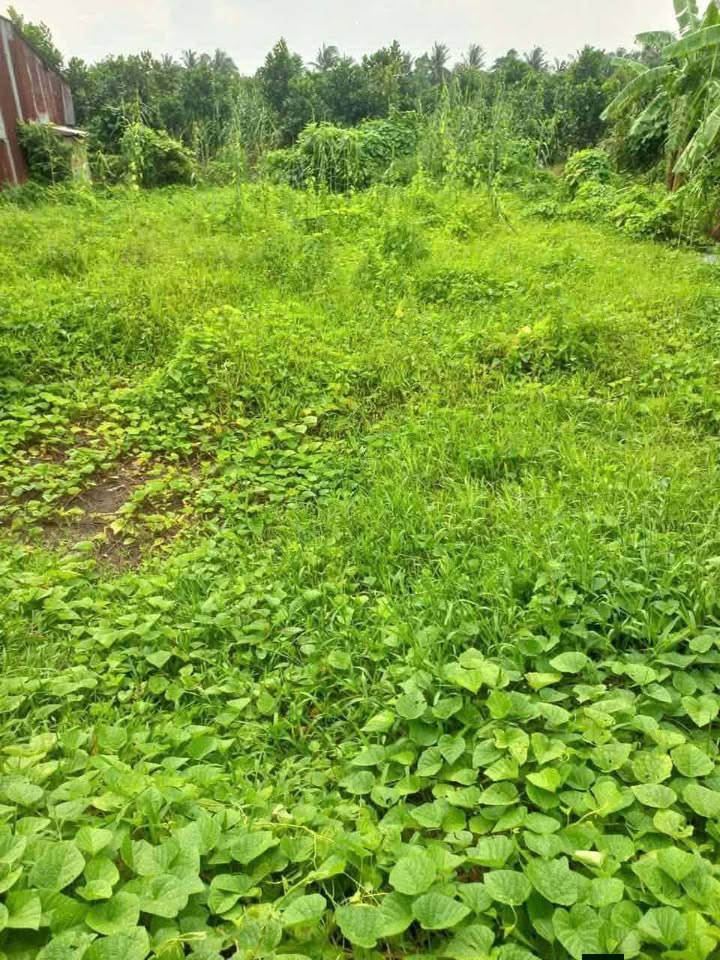 Đất nền biệt thự tại Thới Long, Cần Thơ 260m² giá 1 tỷ - Sổ đỏ chính chủ, view sông đẹp!