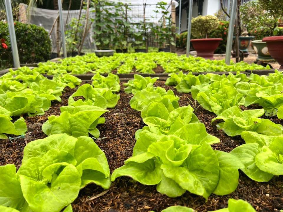 Đất thổ cư Diên Điền - Diên Khánh 208m² giá 1.499 tỷ - Đầu tư lý tưởng!