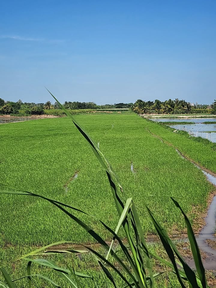 Đất nông nghiệp 16 công tại Phường Long Phú, Tân Châu, An Giang - Đầu tư sinh lời ngay!