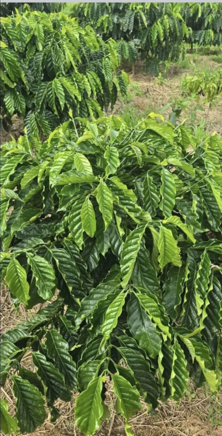 Đất Farm Làng Hai - Phúc Thọ - Lâm Hà 10800m² giá 880 triệu - Cơ hội đầu tư hấp dẫn!