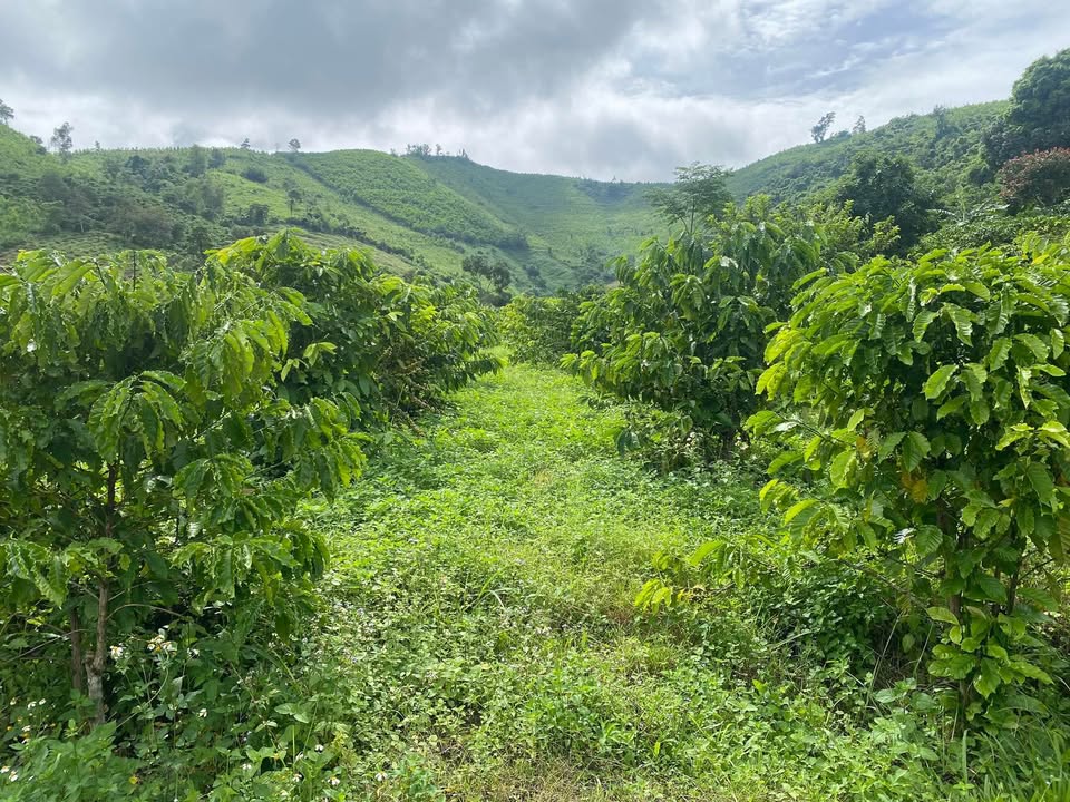 Bán 5 sào đất cà phê đẹp tại Cư Pui, Đắk Lắk - Pháp lý rõ ràng!