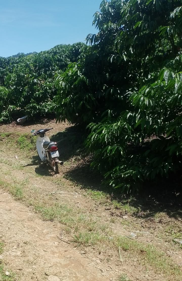 Farm 1.6ha tại Phúc Thọ, Lâm Hà giá 3.212 tỷ - Đất đẹp, tiện lợi cho đầu tư!