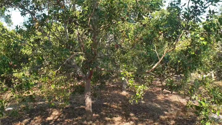 Đất rừng khoanh Ia Púch 20000m² - Thuê dài hạn 5 năm