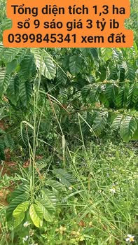 Đất 1,3ha mặt hồ Quảng Sơn giá 3 tỷ - Cơ hội đầu tư hấp dẫn!