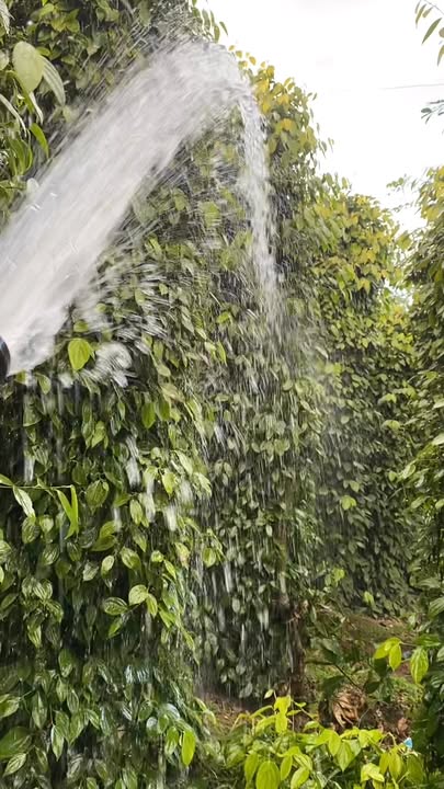 Đất nền 4ha tại Cư Jút, Đắk Nông - Giá chỉ 250 triệu/1 xào!